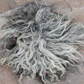 Drents heideschaap vacht grijs Karim