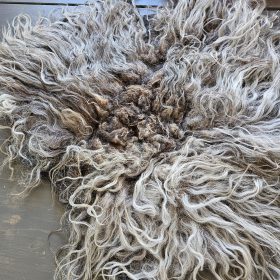 Grijze Drents Heideschaap vacht