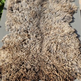 Blauwe Texelaar grijsbruin groot