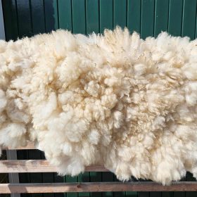 Veluws heideschaap beige