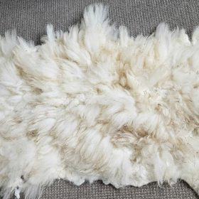 Schapenvachtje witte texelaar