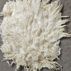 Leicester krulvachtje 1