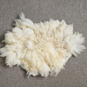 Schapenvachtje witte texelaar