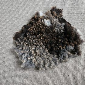 Blauwe Texelaar grijsbruin vachtje