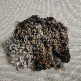 Blauwe Texelaar grijsbruin vachtje 14