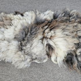 Blauwe Texelaar gemêleerde vacht