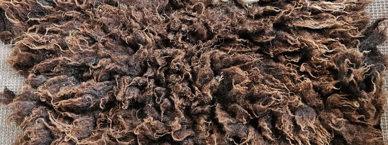 Schapenvachten op wolvilt