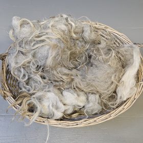 Drents heideschaap wol grijs