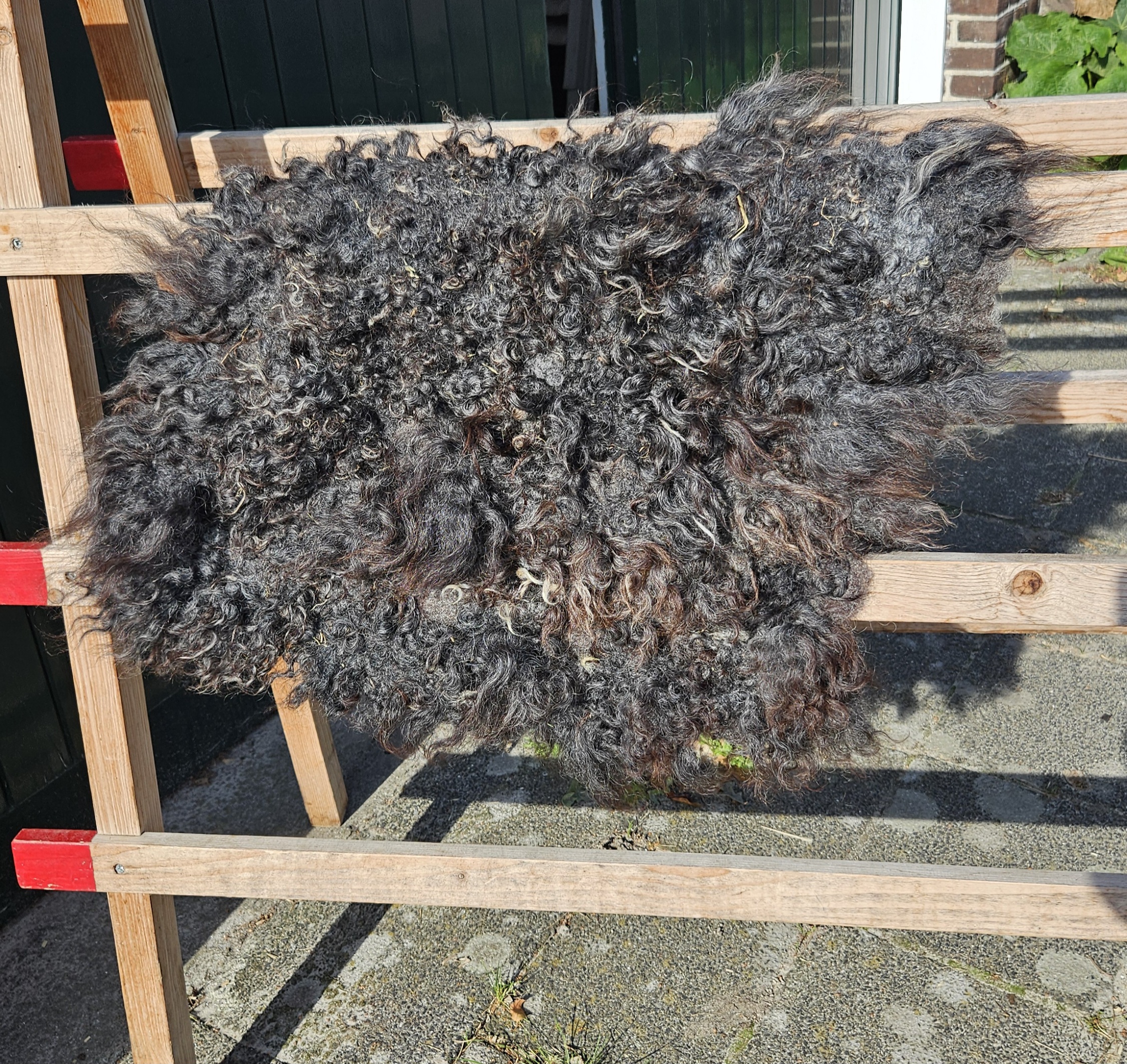 Gotland donkergrijze vacht - Afbeelding 2