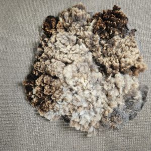 Blauwe texelaar vachtje