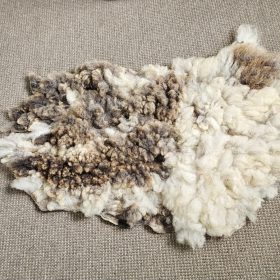 Blauwe texelaar vachtje met grijsbruine stukken