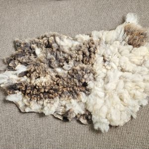 Blauwe texelaar vachtje met grijsbruine stukken