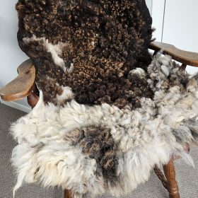 Blauwe Texelaar gemêleerde vacht