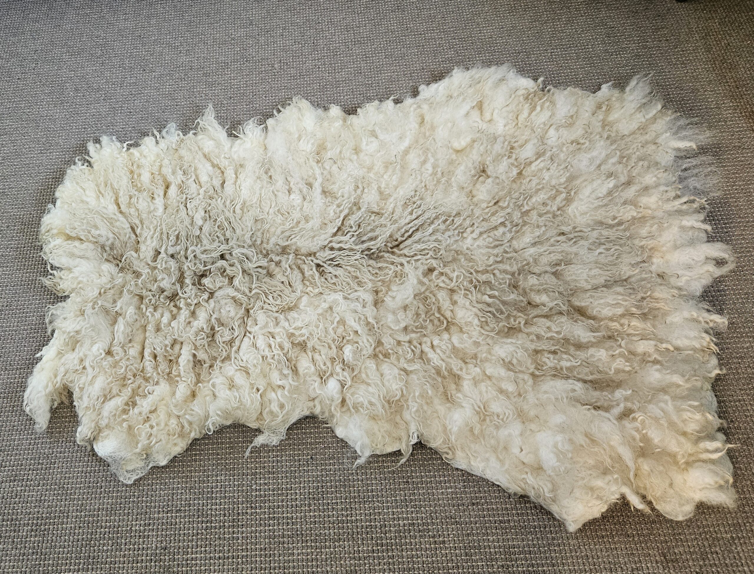 Crèmewitte grote krulvacht - Afbeelding 2