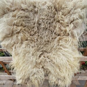 Drents Heideschaap vacht Dassenkop
