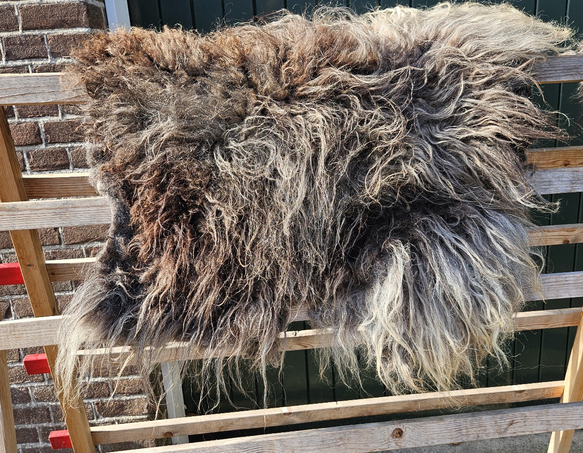 Drents Heideschaap gemêleerde vacht grijstinten - Afbeelding 2