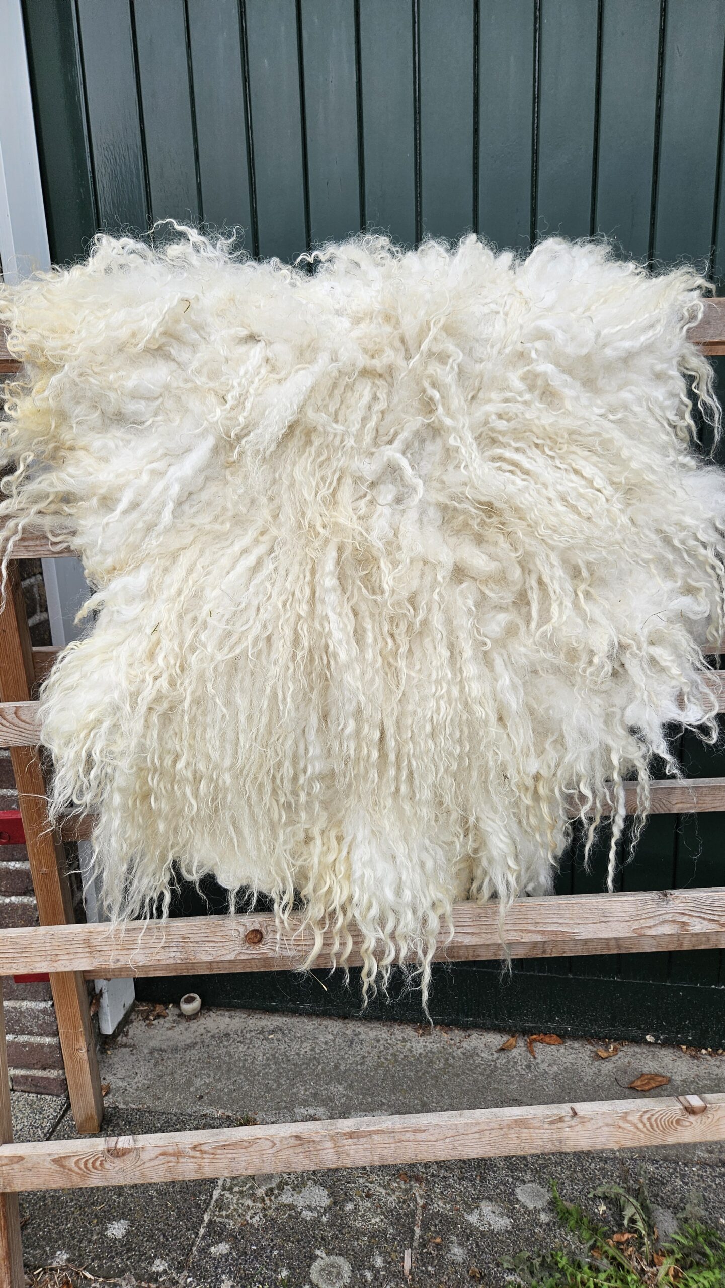 Walliser Schwarznase vacht, 105 x 70 cm