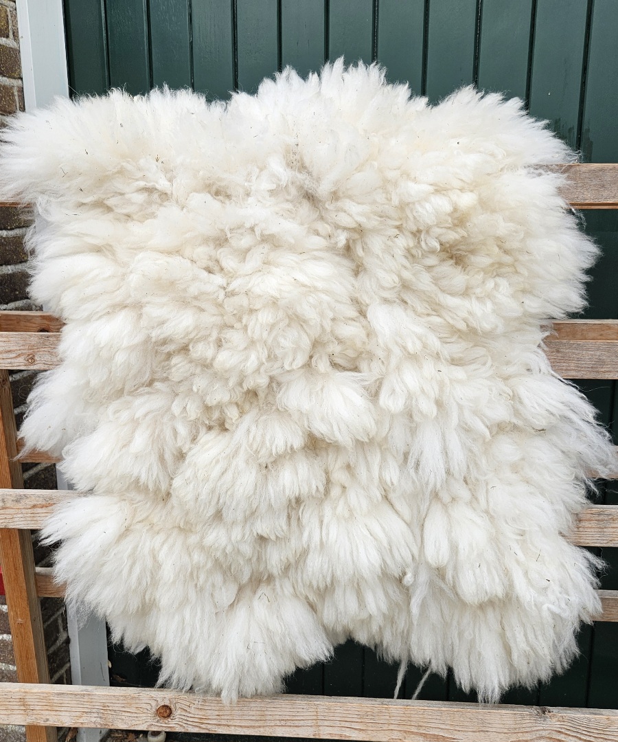 Alpaca witte vacht 01