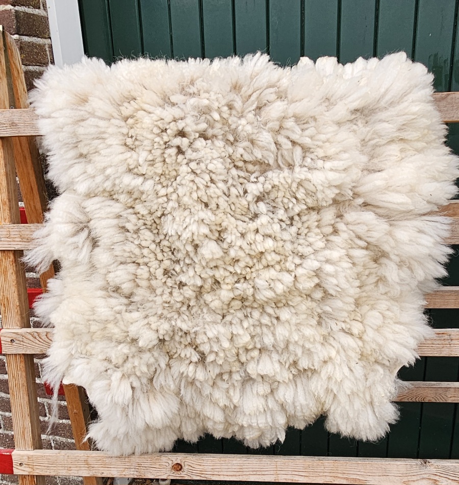 Alpaca witte vacht 02